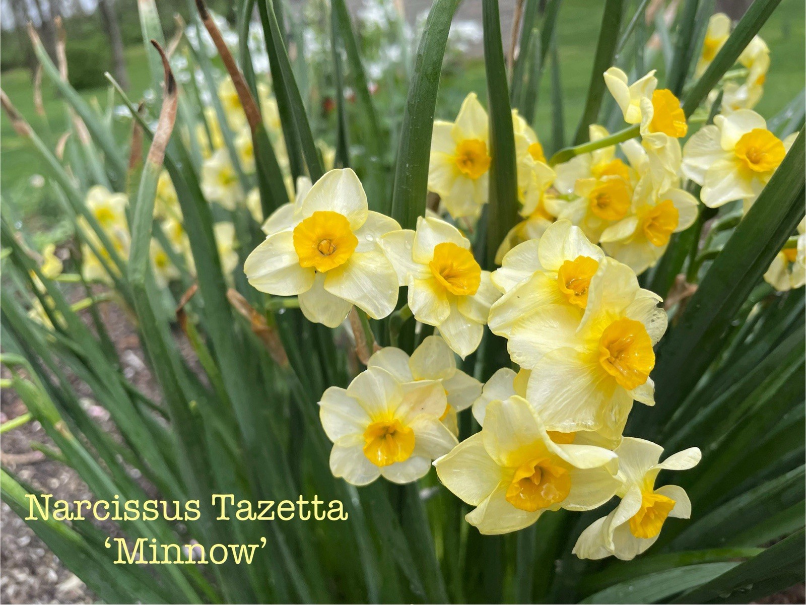 NARCISSUS~MINNOW~TAZETTA DAFFODIL~FLOWER BULBS~FRAGRANT SPRING BLOOM