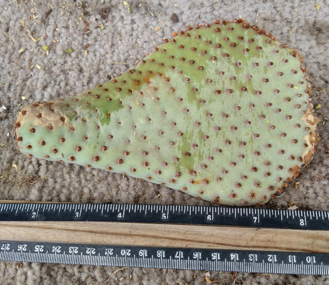 Opuntia basilaris Beaver Tail Cactus Pink Flowers 1 Pad