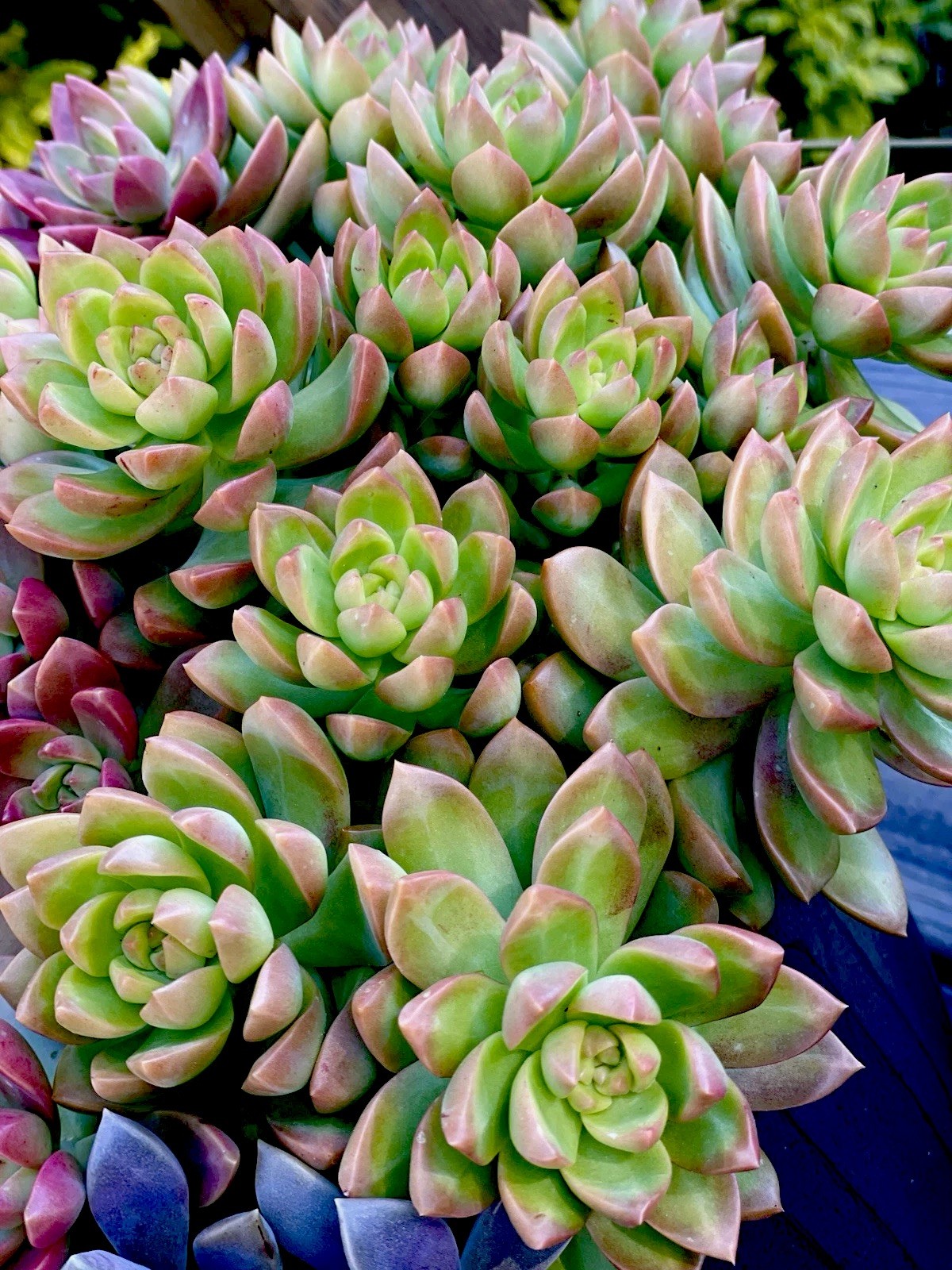 Rare Succulent Sedum Adolphi Golden Glow 2-3 Inches Unrooted Live Plant Cutting
