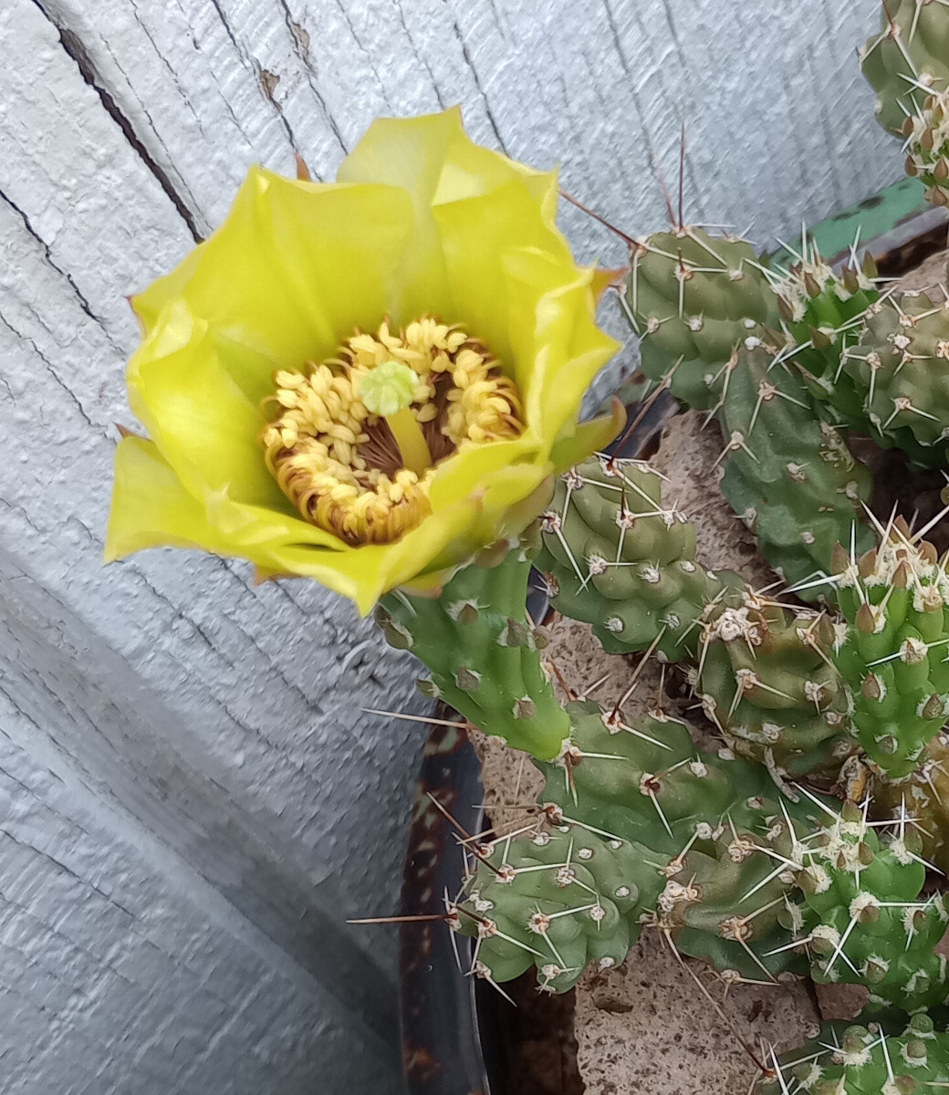 Grusonia bulbispina Rare Durango, Zacatecas Mat Forming Cactus 4 Cuttings