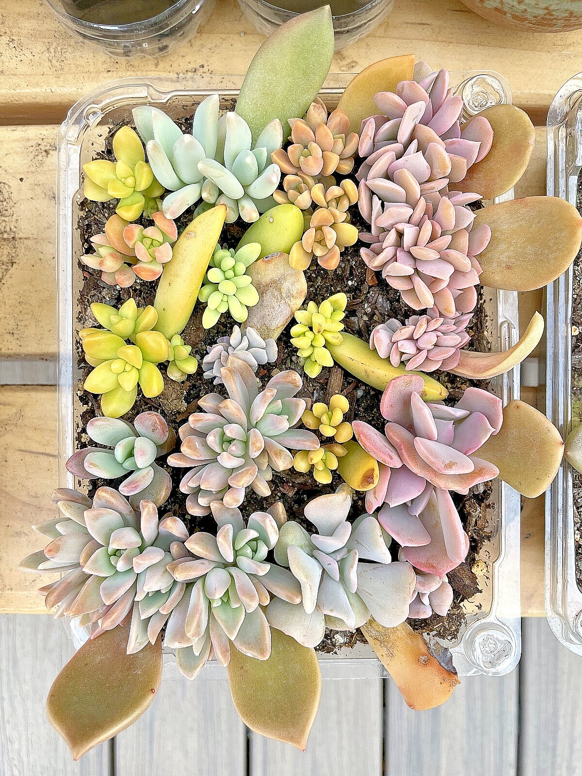 20 Succulent Plants Leaves for Propagation Assorted + Surprise Bonus Leaves Gift
