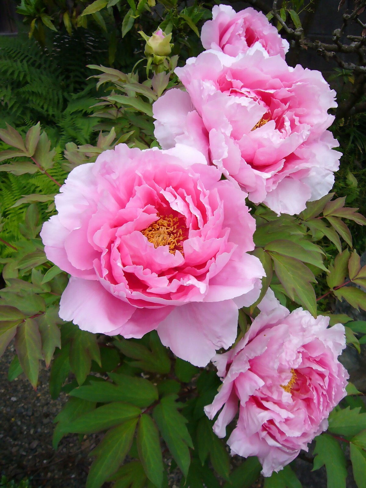 Tree Peony, Paeonia suffruticosa, Seeds