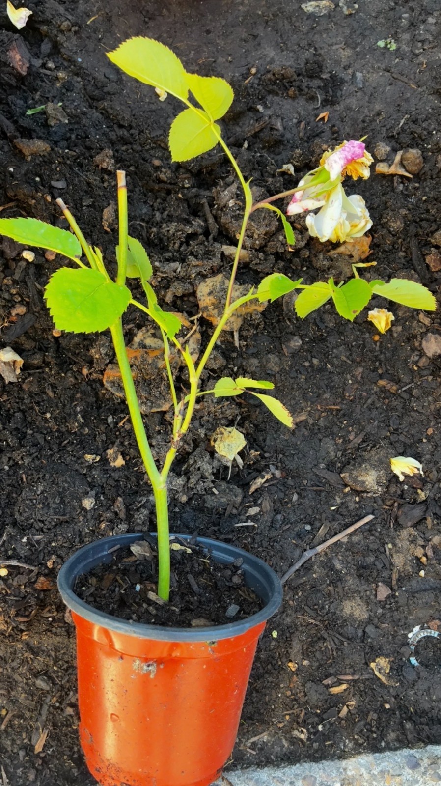 (Auschimbley) English BATHSHBA Thornless Climbing Live Rose Plant 6” Tall