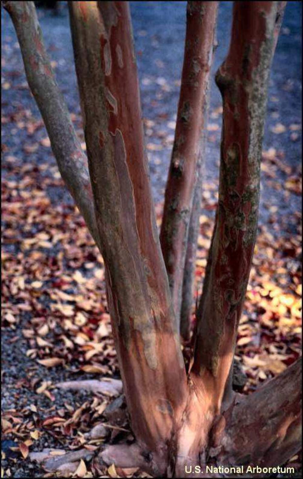 Biloxi Crape Myrtle: Fast-Growing Shade Tree with Delicate Baby Pink Blooms