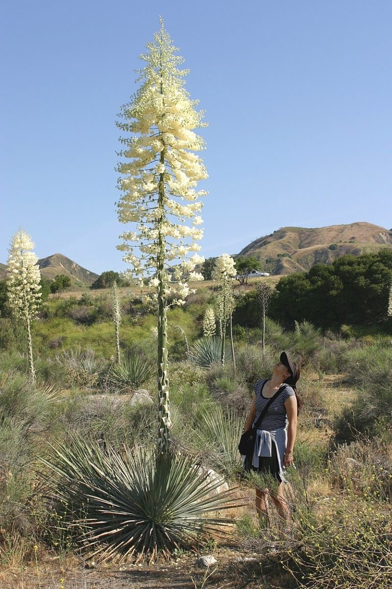 Yucca Whippiei aka Our Lords Candle 10 Seeds Free Shipping!