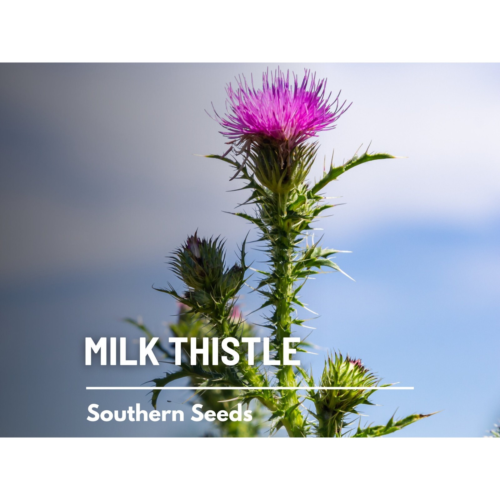Milk Thistle (Blessed Thistle) – 20 Seeds – Heirloom Medicinal & Culinary Herb,