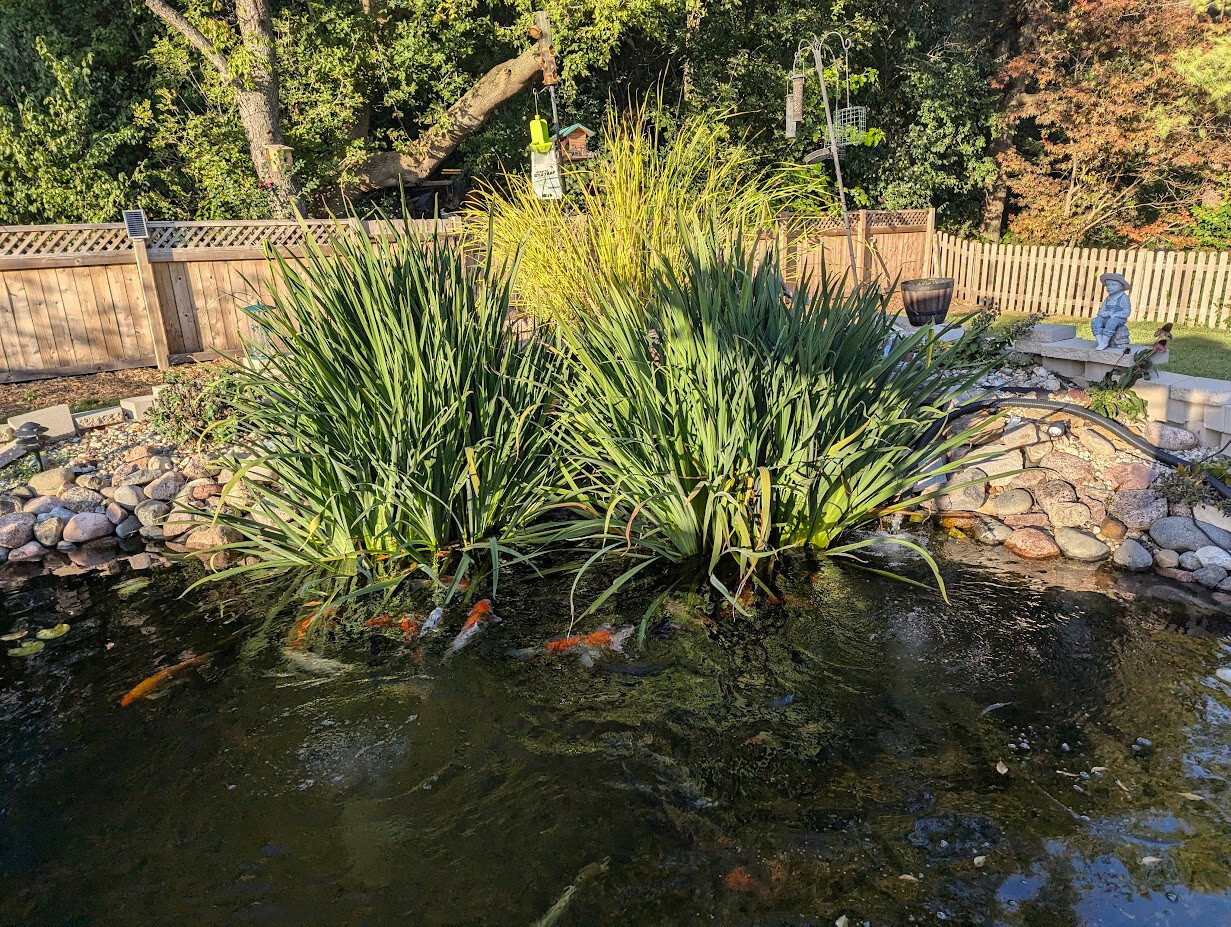 3x Live Yellow Flag Iris Winter Hardy Aquatic Marginal Pond/Bog Plant