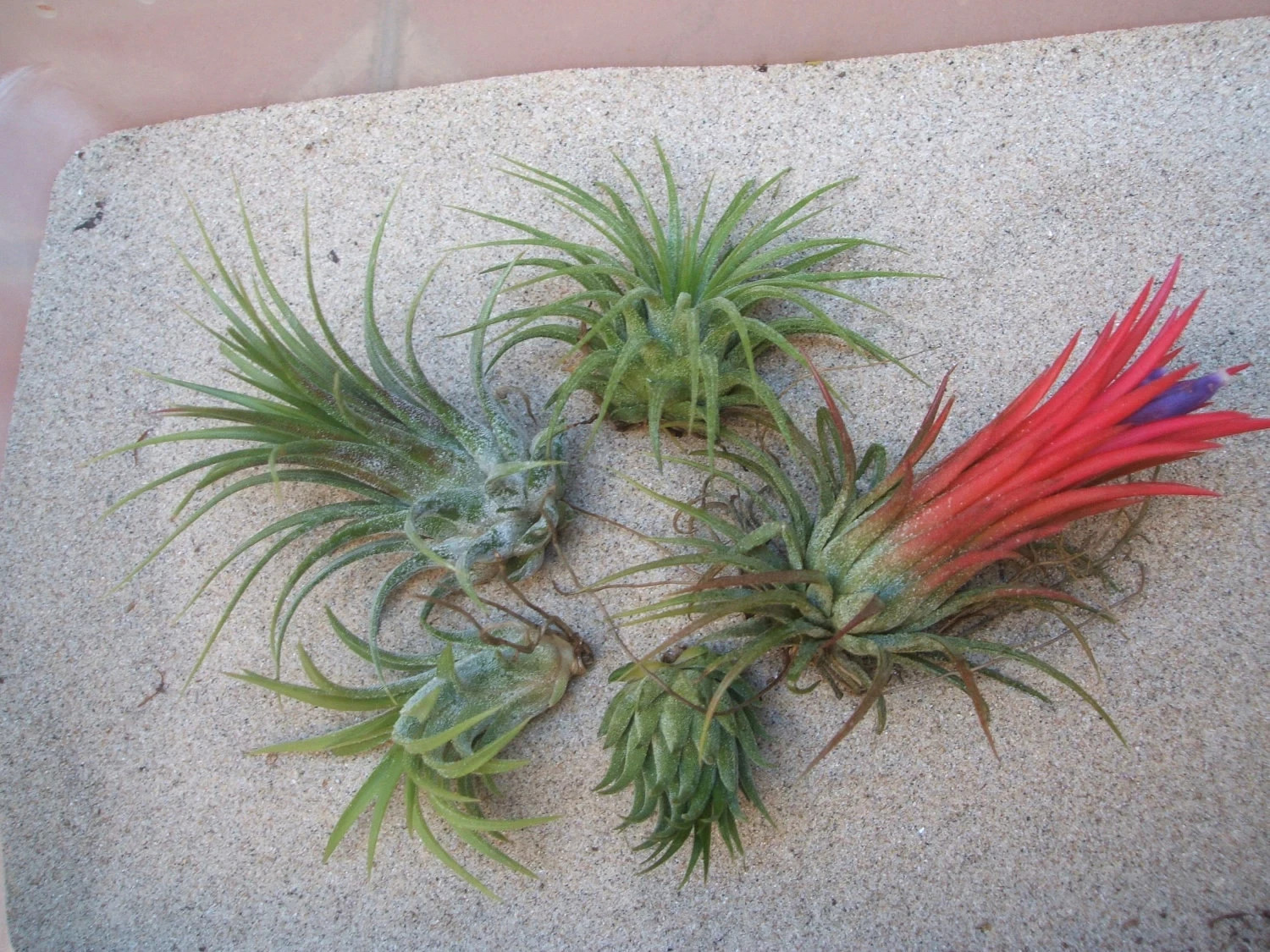5 Pack Assorted Ionantha Color Changing Air Plants