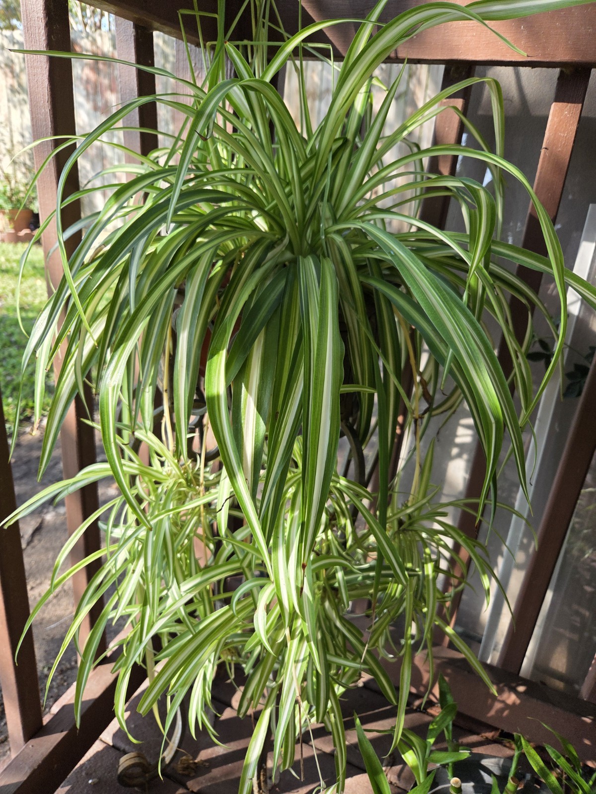3 Spider Plants Rooted Easy To Care, Fast Growing