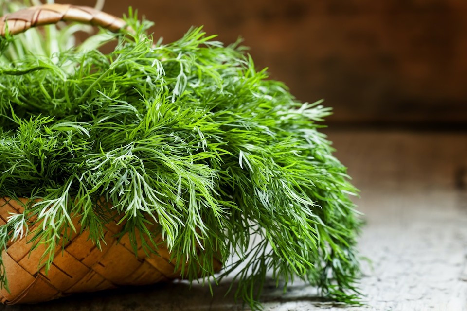 1000+ Mammoth Long Island Dill Seeds — Heirloom — Organic — FRESH