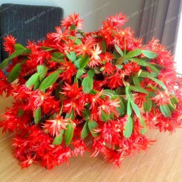 Unique Flowers