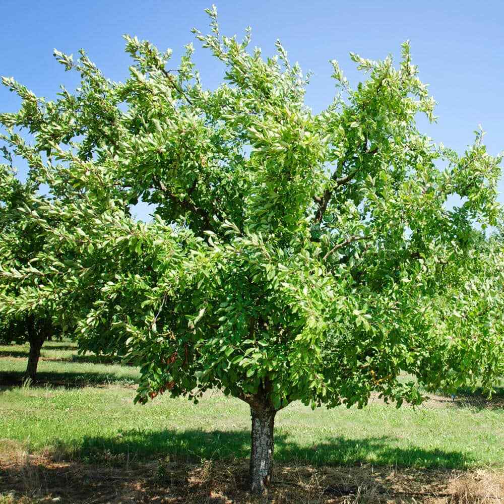5 Gallon Black Ruby Plum Tree Prunus domestica (Cannot Ship to CA, AZ, AK)