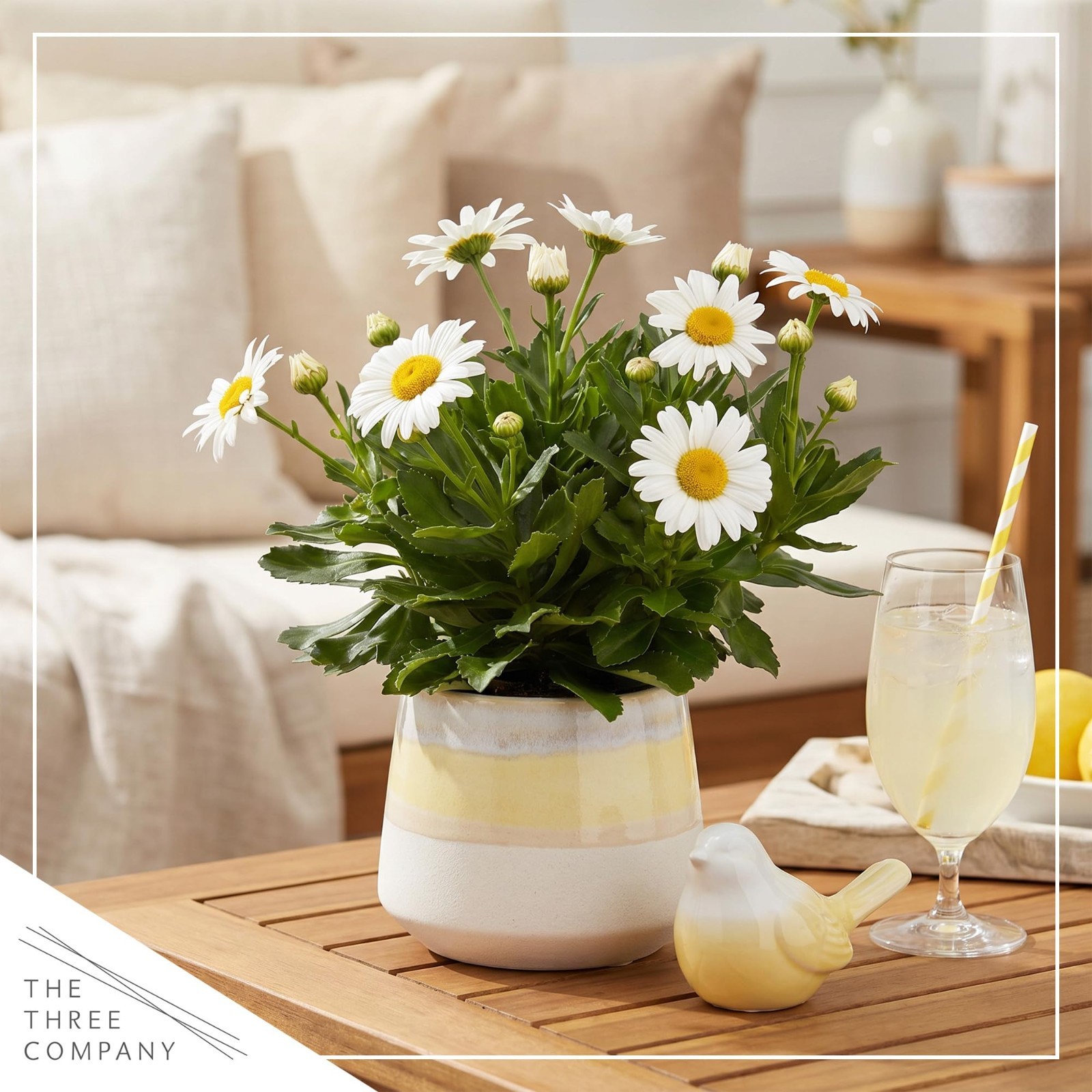 Live Shasta Daisy Perennial Flowers – 2 Pack, Blooms Spring & Summer, 10″ Tall