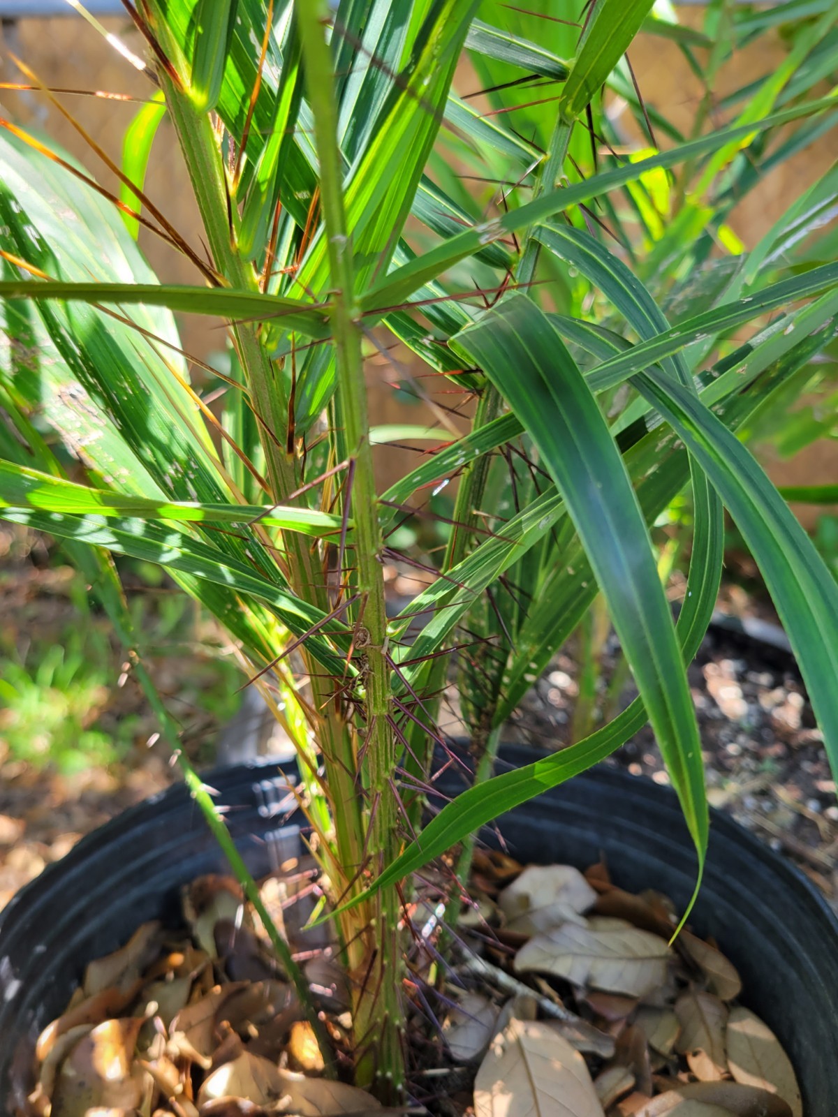 Acrocomia aculeata Palm Tree in 2 Gallon Container