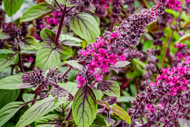 Ocimum kilmandscharicum AFRICAN BLUE or CAMPHOR BASIL Herb Seeds!
