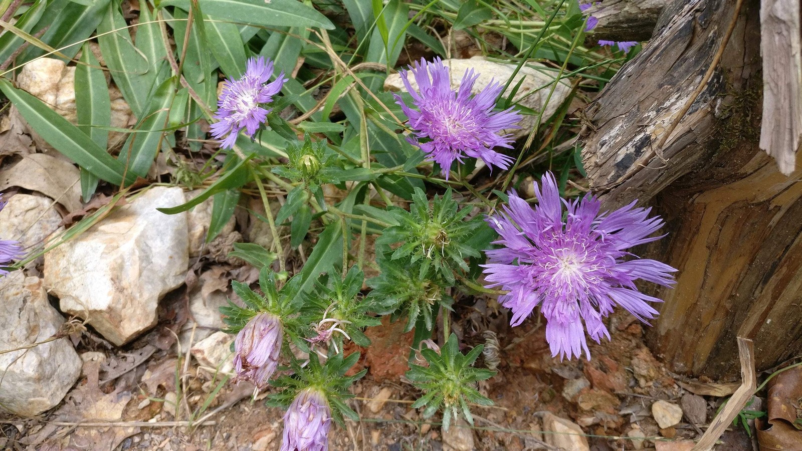 Stoke’s Aster plant 3.25″ pot – Stokesia laevis