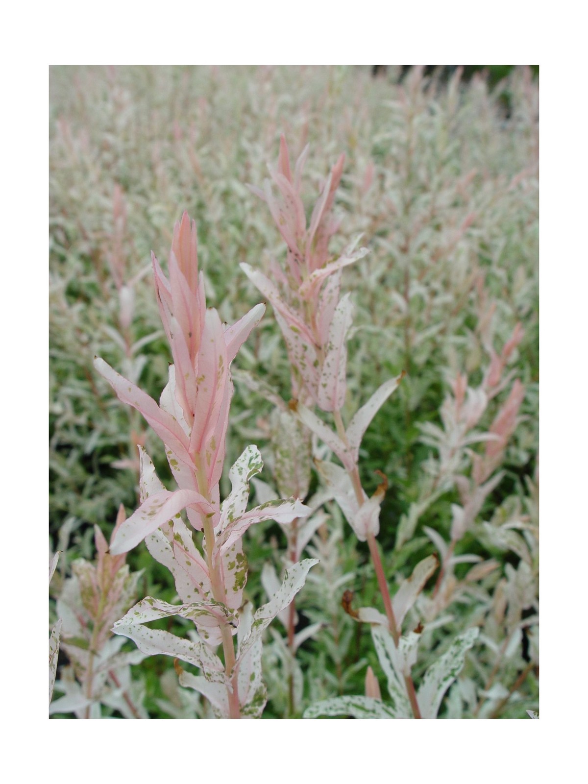 Green Promise Farms – Salix `Hakaro Nishiki’ (Dappled Willow)Shrub, #3 -Size …