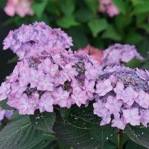 Proven Winners 2 Gal. Lets Dance Can Do Hydrangea Shrub 18133