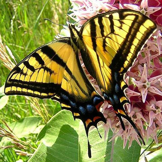 50+ Showy Milkweed Seed, FOOD FOR BUTTERFLIES AND HUMMINGBIRDS, Only Fresh Seeds