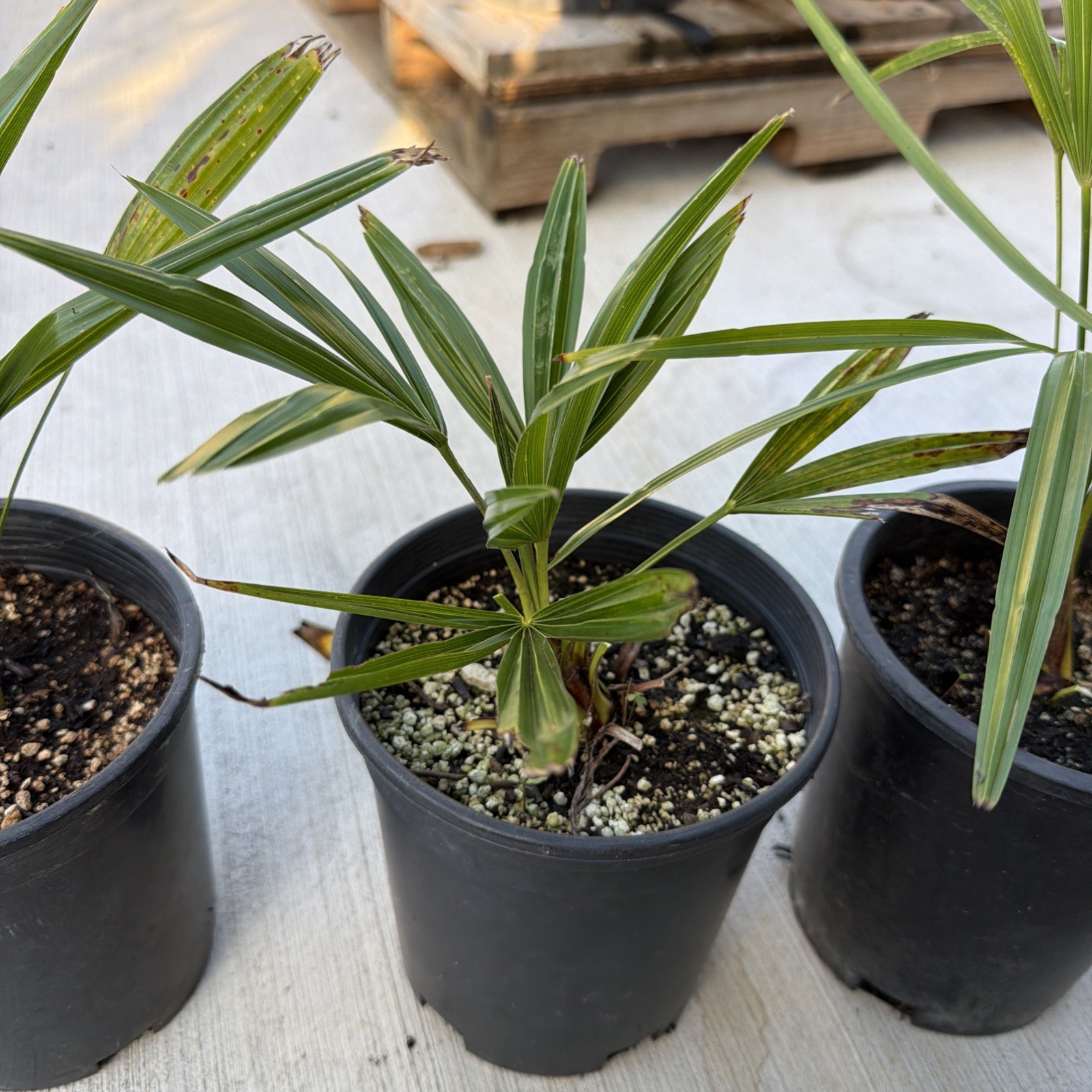 Windmill Palm 1 Gallon Pot 4 Pack