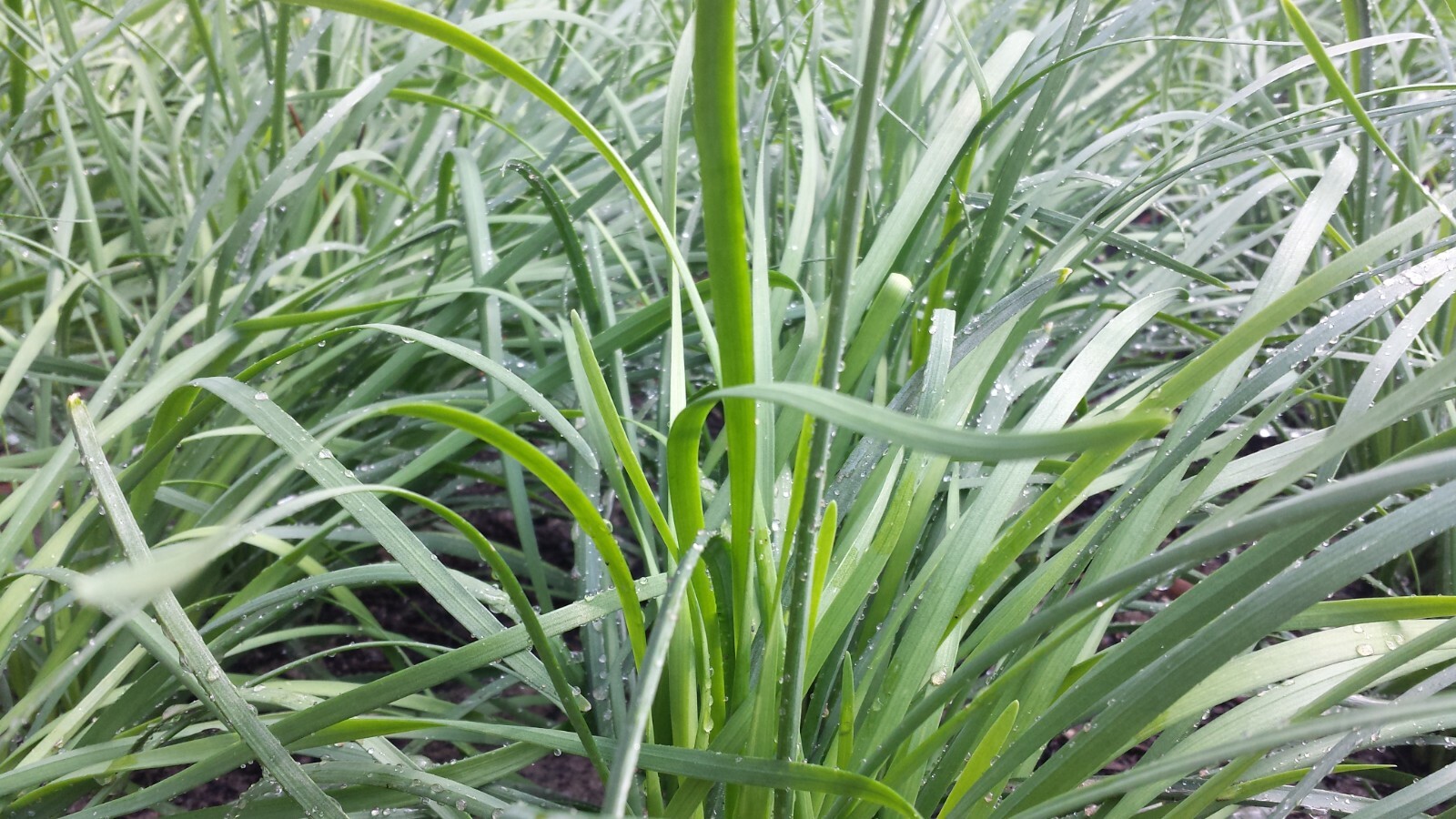 35 Live Stalks Garlic Chives Leek Plant Bare Root Organic Non-GM 老韭菜根