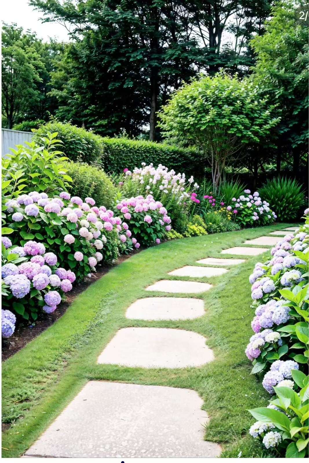 30 Mixed Blue Hydrangea Seeds Giant Snowball Fast Growing Flower