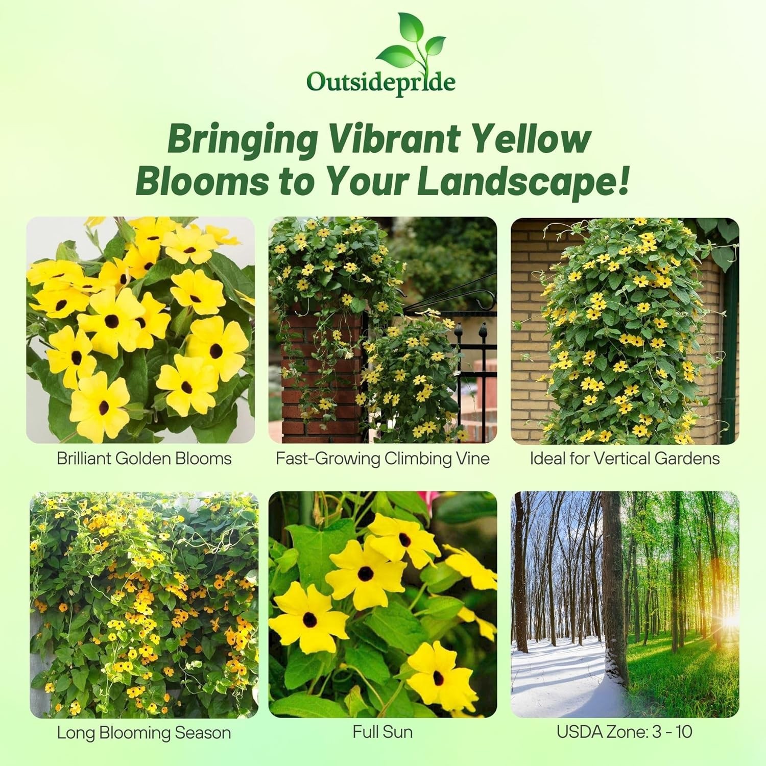 200 Seeds Thunbergia Seeds – Yellow Black Eyed Susan Vine Flower Seed