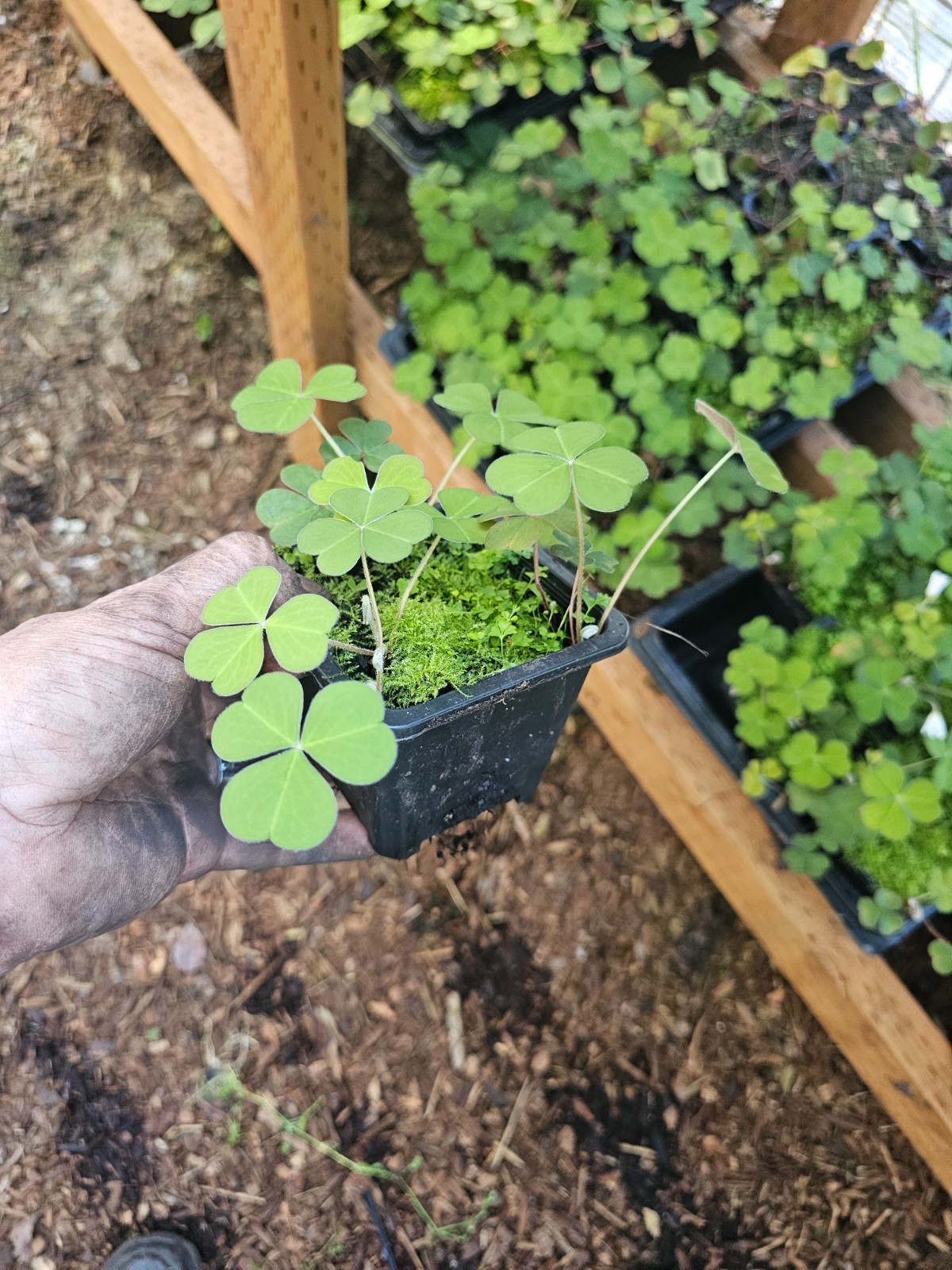 TWO medium SHADE OXALIS, SHAMROCK, clover plant, in 4″ pot live (2-3per pot)