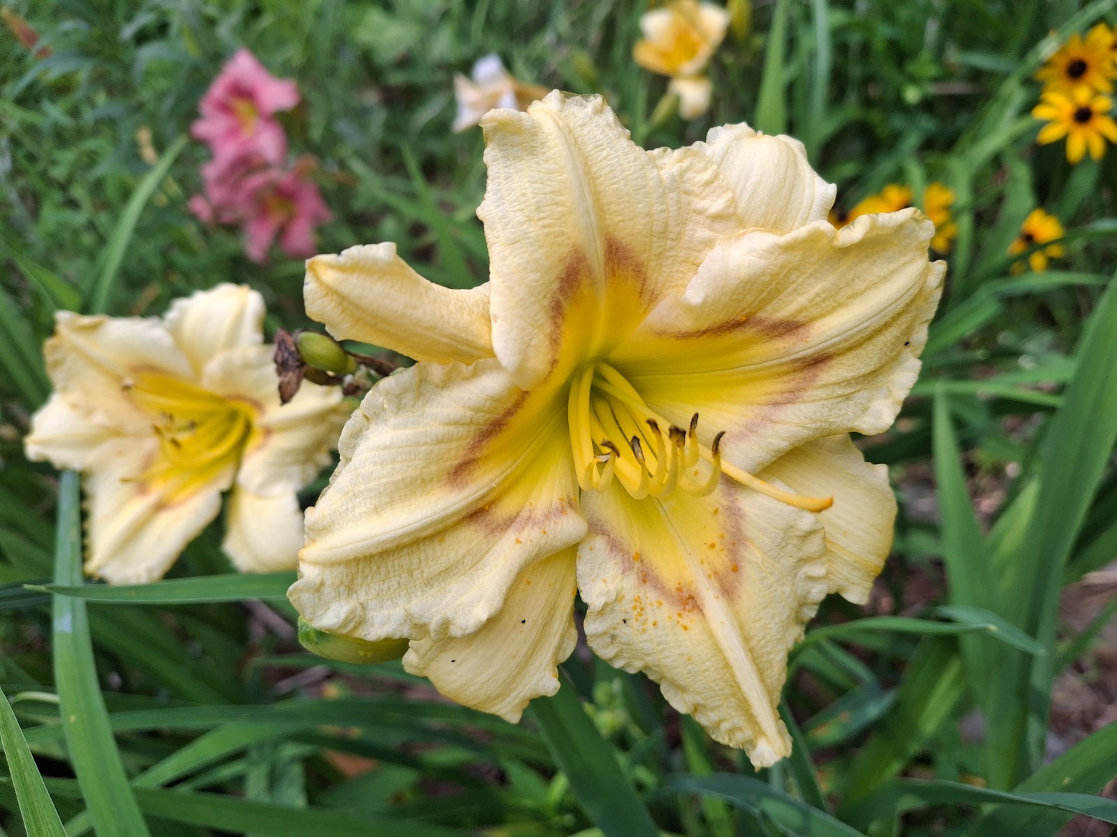 Hemerocallis ‘Camden Queen ‘ Daylily one mature eyes, bareroot