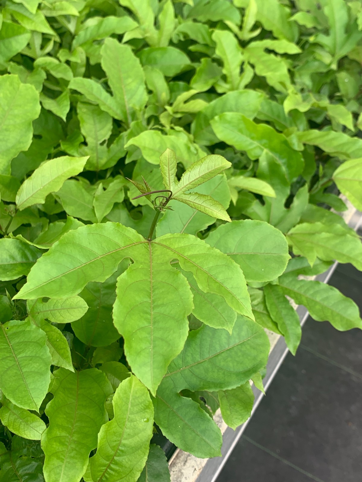 Panama Red Passionfruit Starter Plants| 2- Live Starter Plants Passiflora edulis