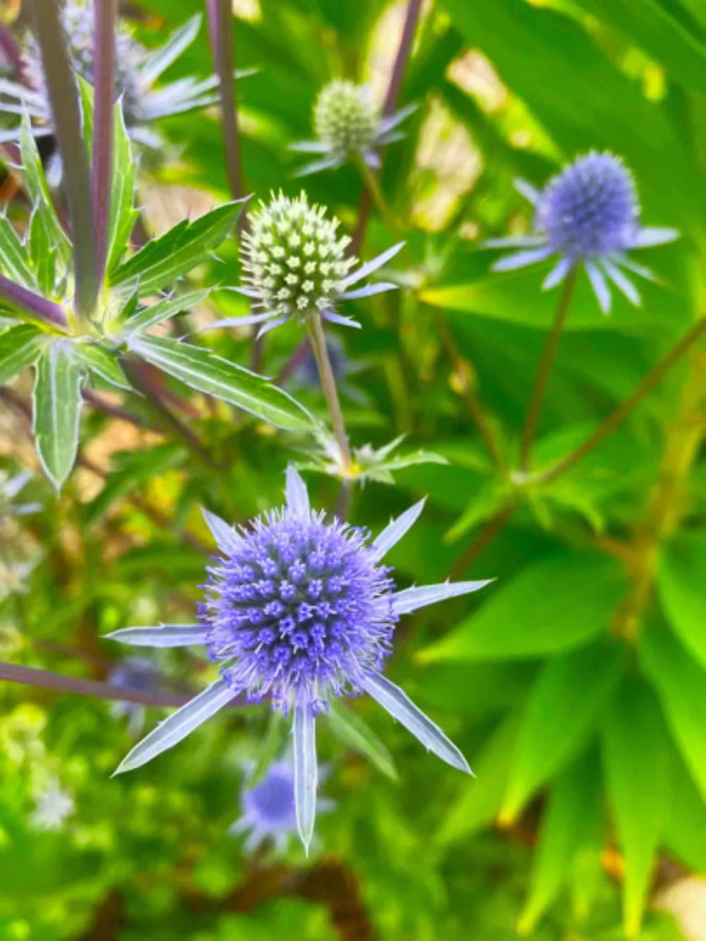 Sea Holly Seeds | Blue Thistle Eryngium Eryngo Flower Seed 2024 Fast Shipping