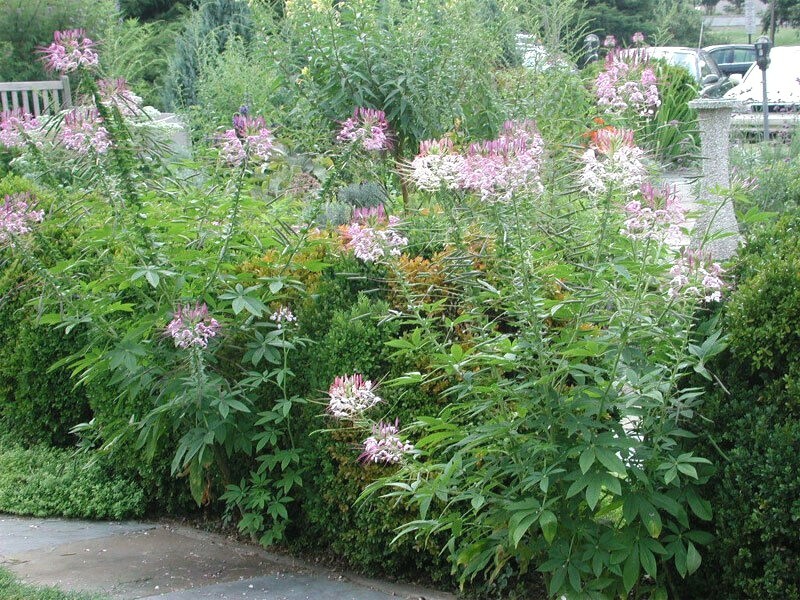 500+SPIDER PLANT Mix Seeds Container Summer Flower Garden Drought Heat Fast Easy