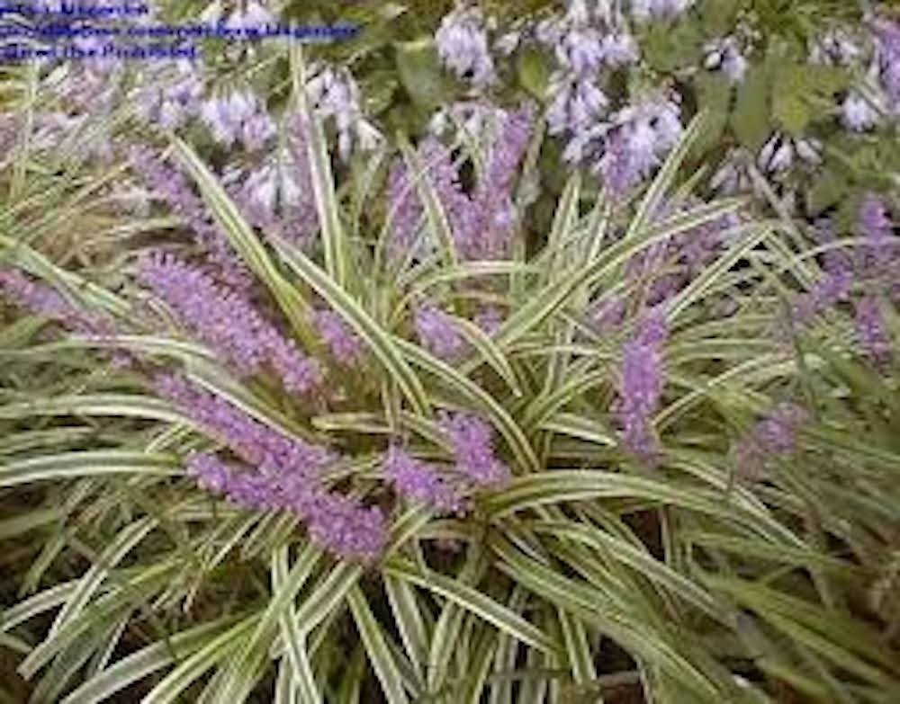 3 Varigated Monkey Grass Bare Roots Liriope muscari ‘Variegata’ Landscape