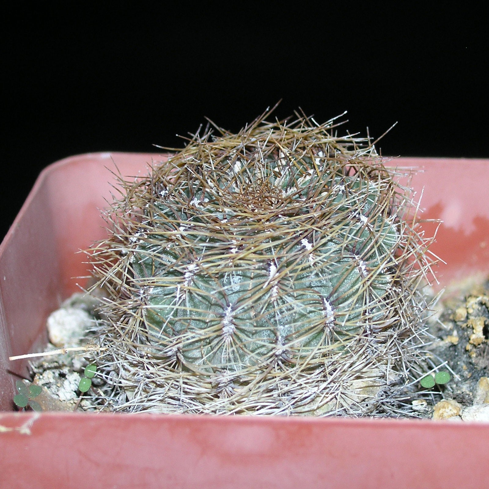 Oroya peruviana Cactus Succulent Cacti Plant shown in 3-1/4 inch Pot