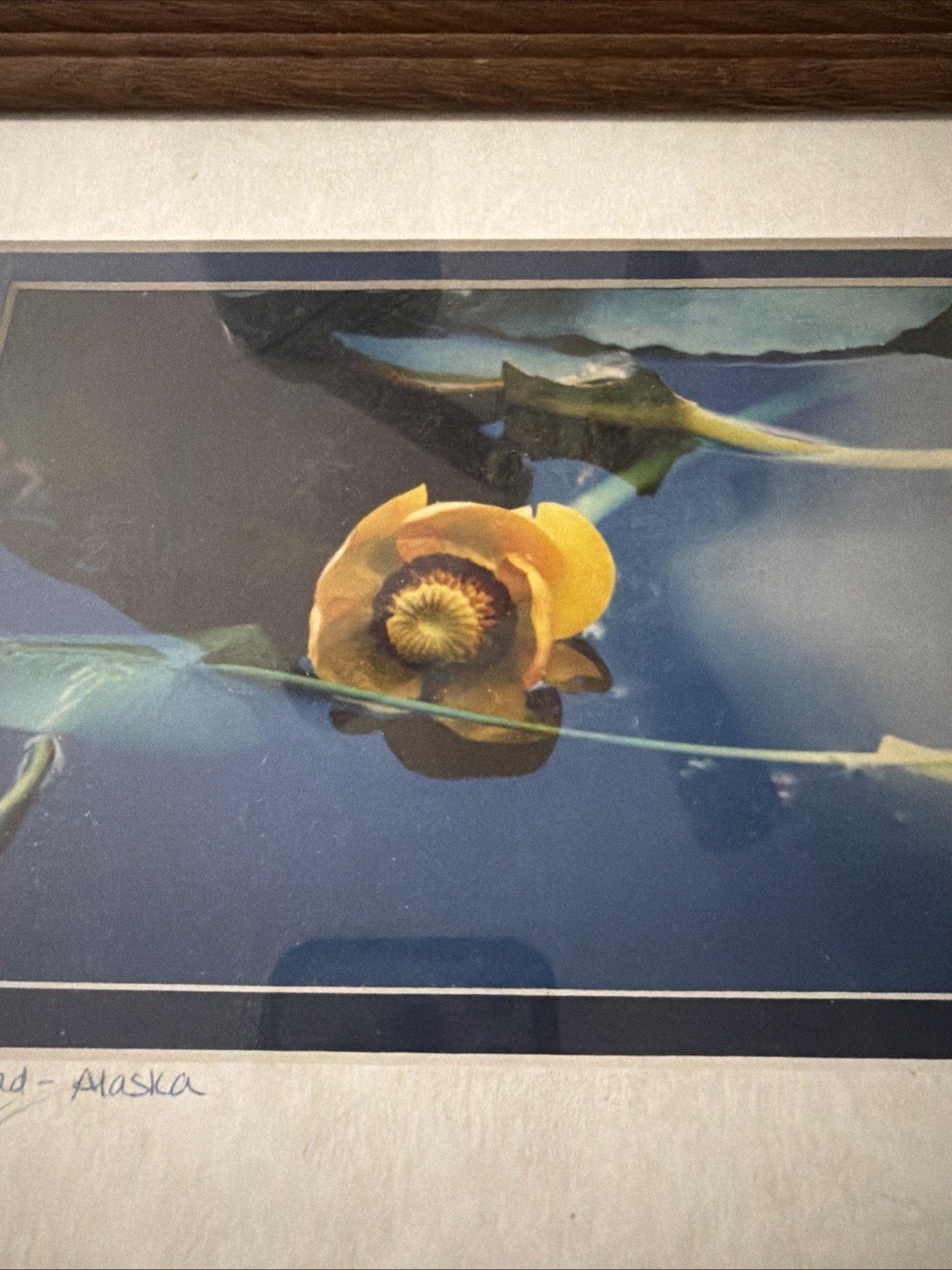 Yellow Water Lily Pad – Alaska GP 94