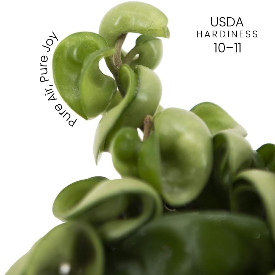 American Plant Exchange Hoya Compacta Hindu Rope 4-Inch Pot Live Flowering Wax