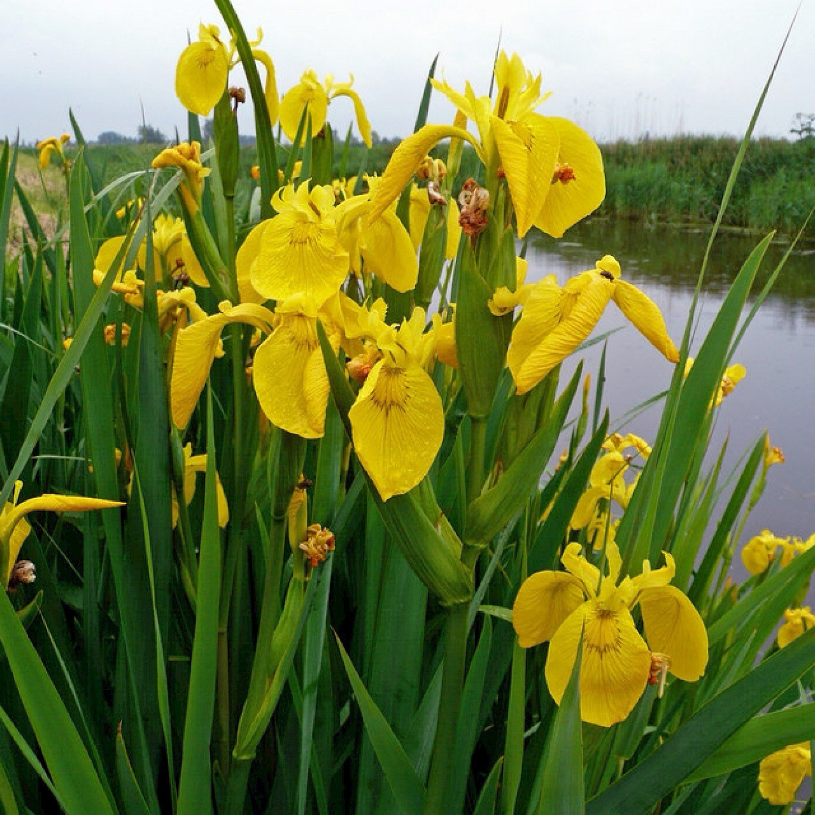 Yellow Flag Iris Winter Hardy Aquatic Marginal Pond/Bog Plant – &Free Bog Plant