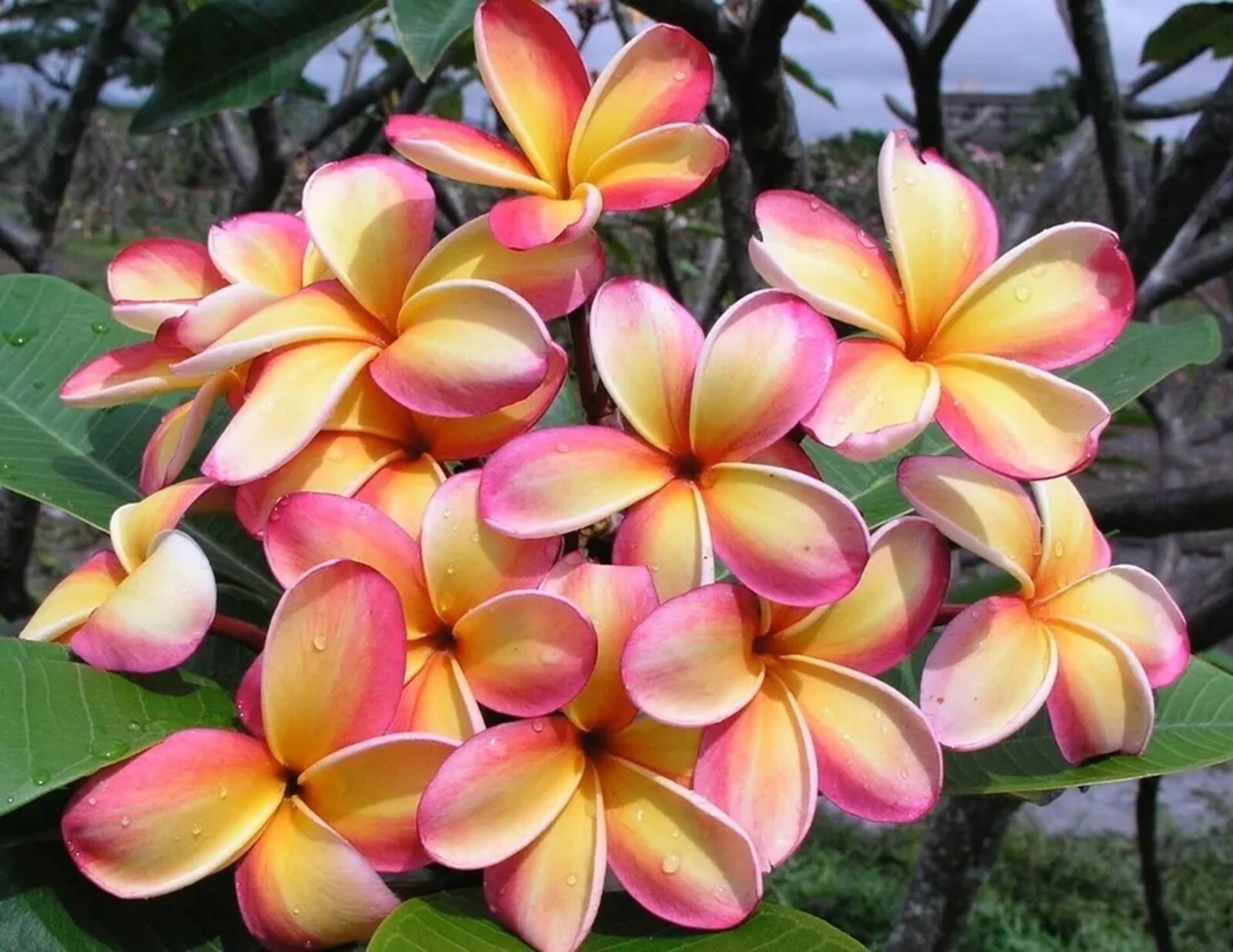 5 Pink Yellow Plumeria Seeds Perennial Flowers Flower Frangipani Seed US SELLER