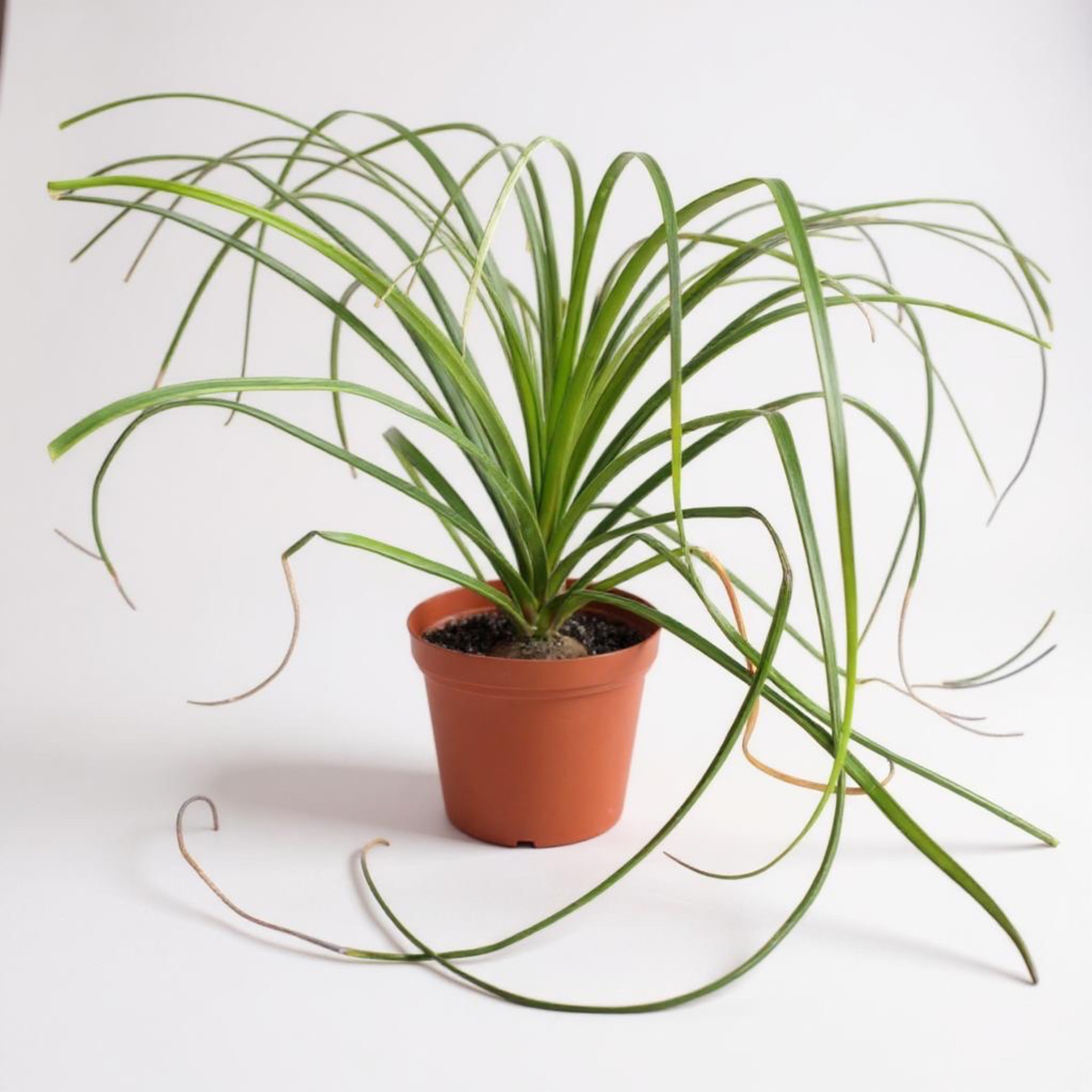 Ponytail Palm (Beaucarnea recurvata) | Elephant’s Foot Tree -Grown in California