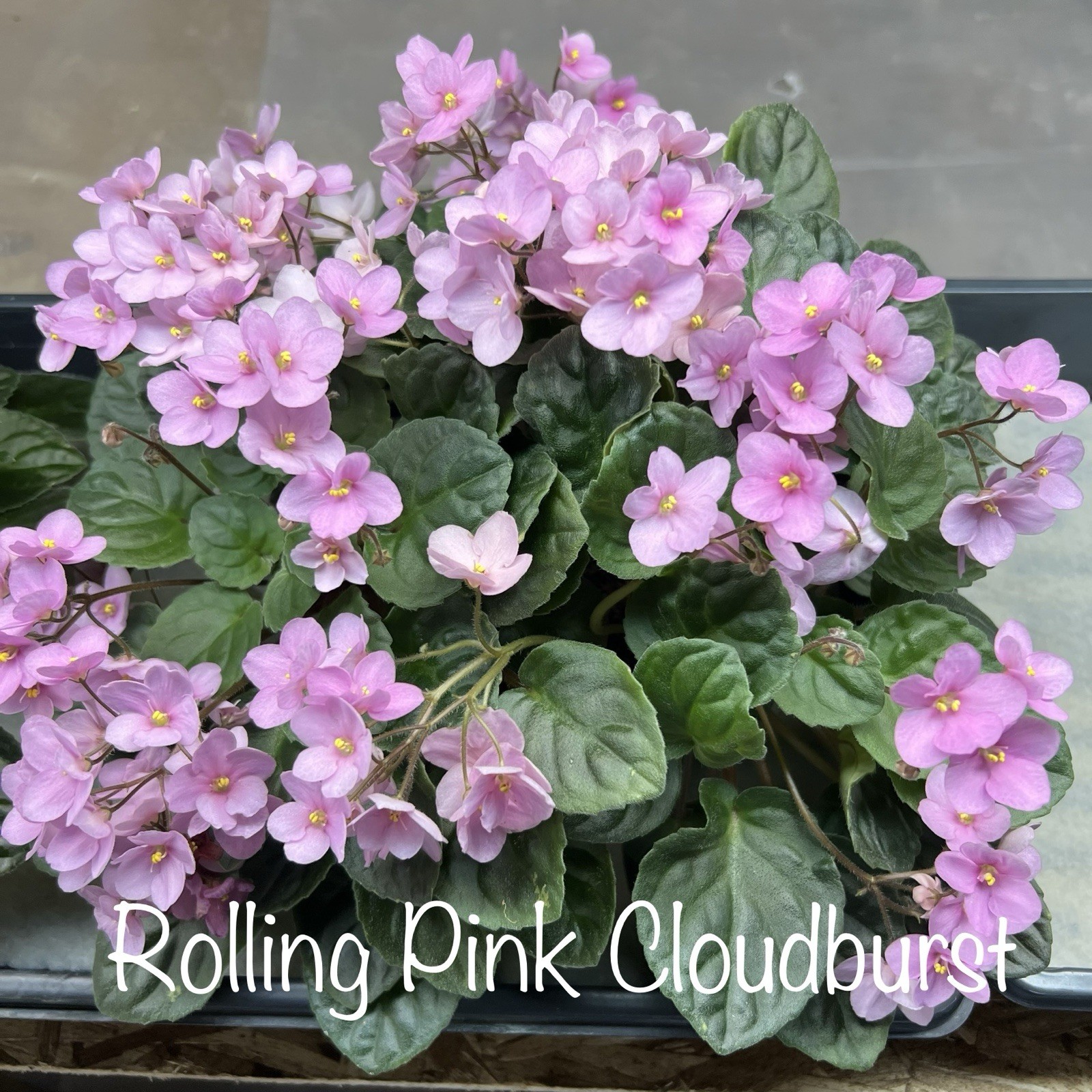 Buyers Choice Trailing Violet 3 Plant Collection. FREE SHIPPING!!!