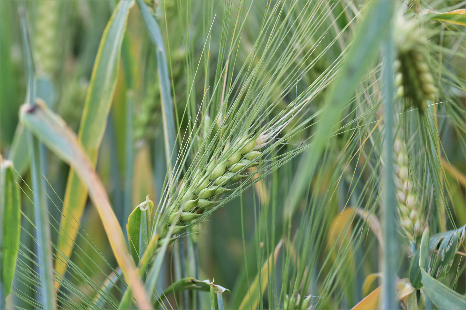 100 Seeds Hard Red Winter Heirloom Wheat Starter Pack