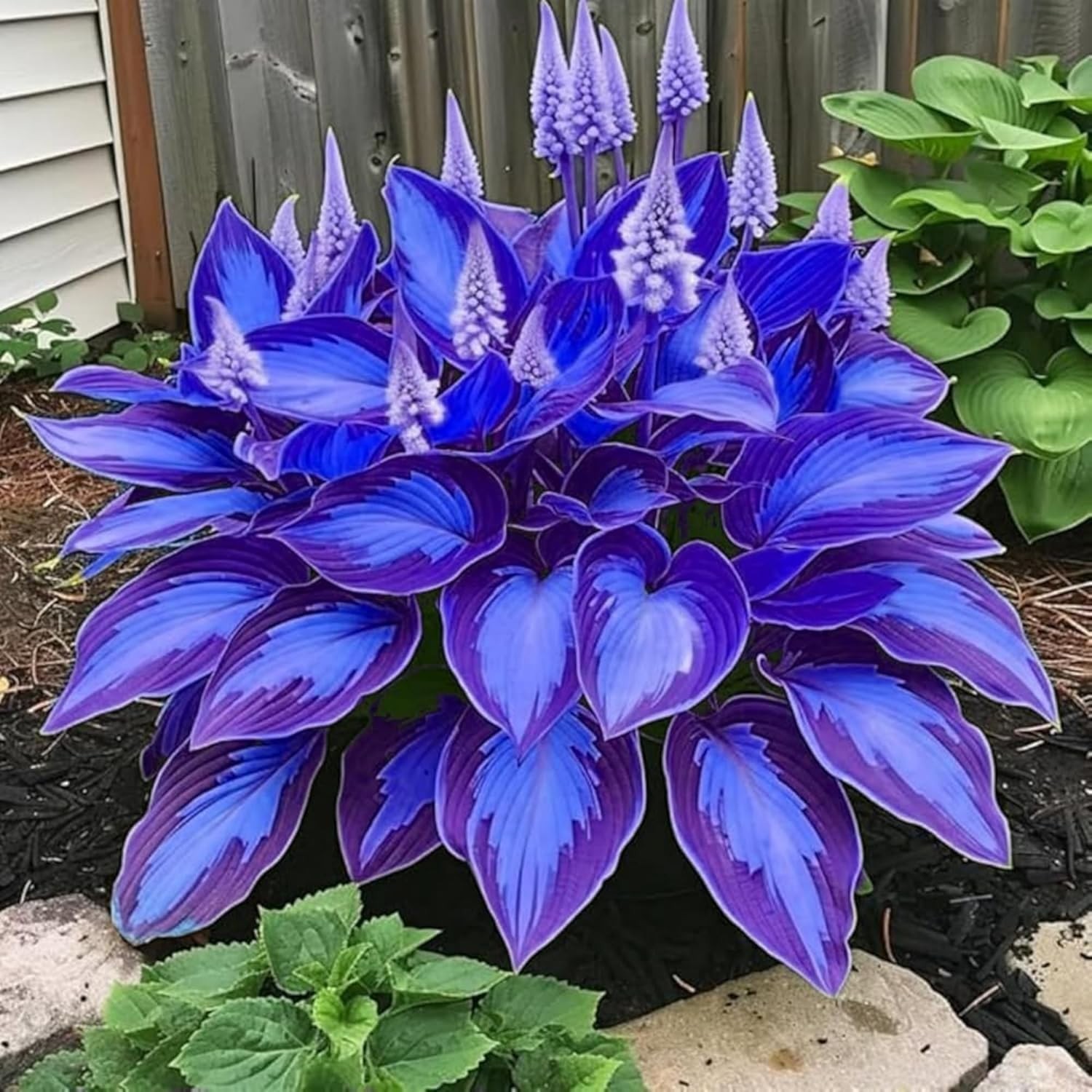 200+ Hosta Seeds Heart-Shaped Hosta Bare Roots – Rich Foliage, Low Maintenance,