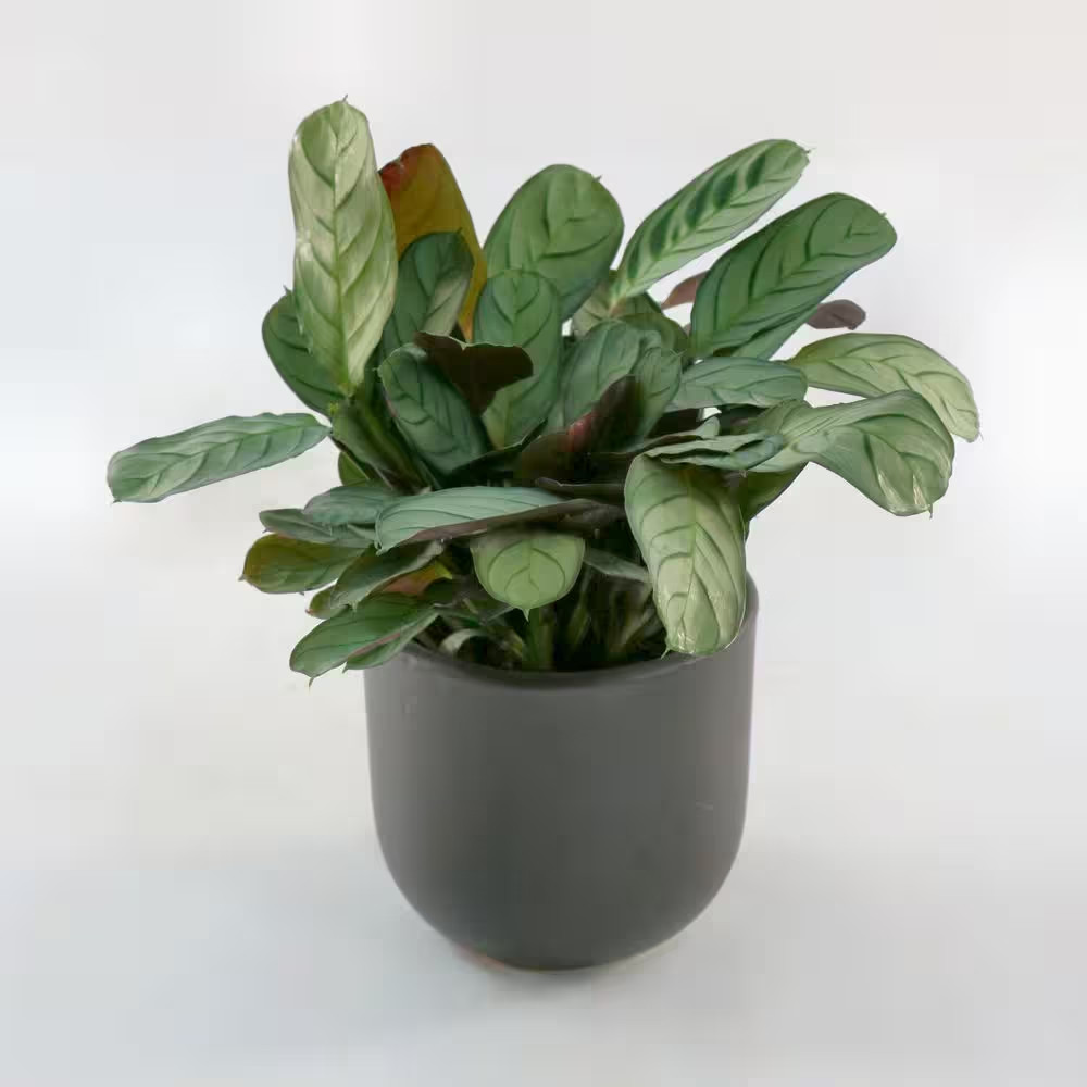 4 In. Calathea Amagris Plant in Grower Container (3-Pack)