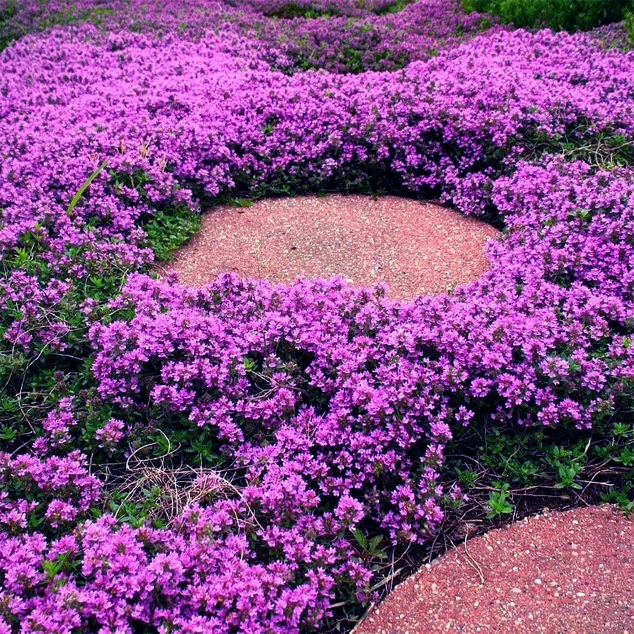 20000+ Magic Purple Creeping Thyme Seeds for Planting Ground Cover Plants Heir..