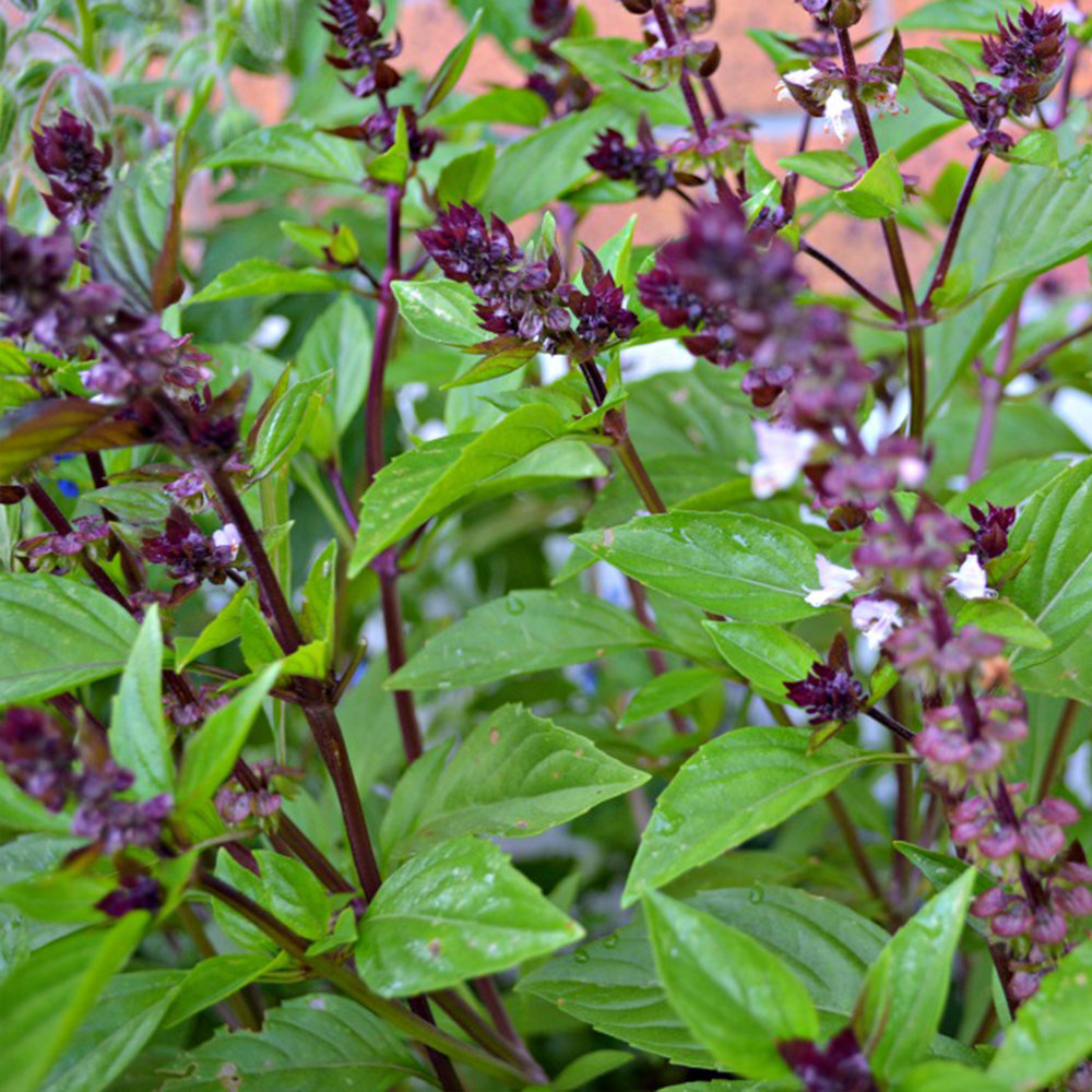 Cinnamon Basil Seeds, Ocuum basilicum, NON-GMO, Variety Sizes, FREE SHIPPING