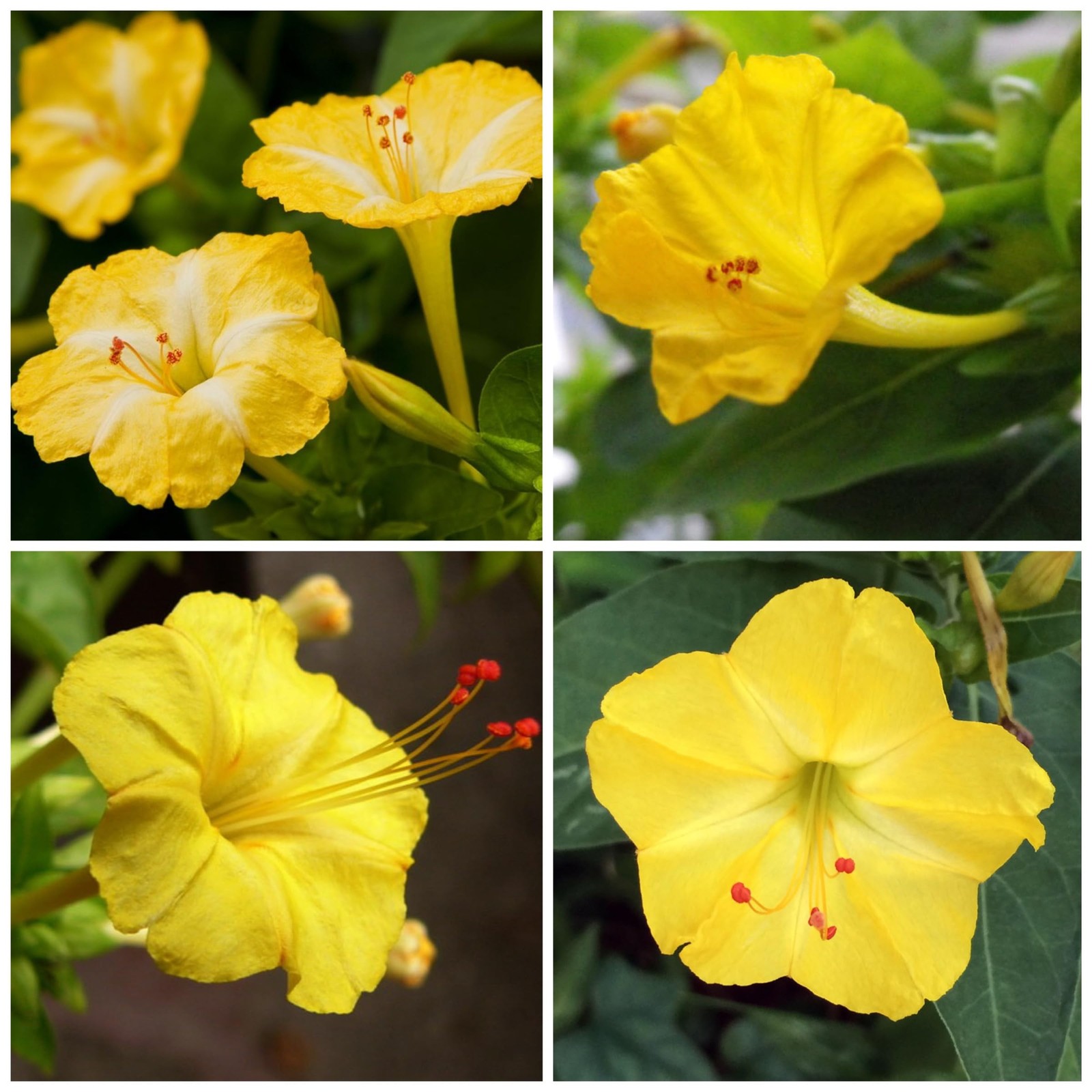 Seed Needs Yellow Four O Clock Seeds to Plant 1 Pack (60 Seeds),