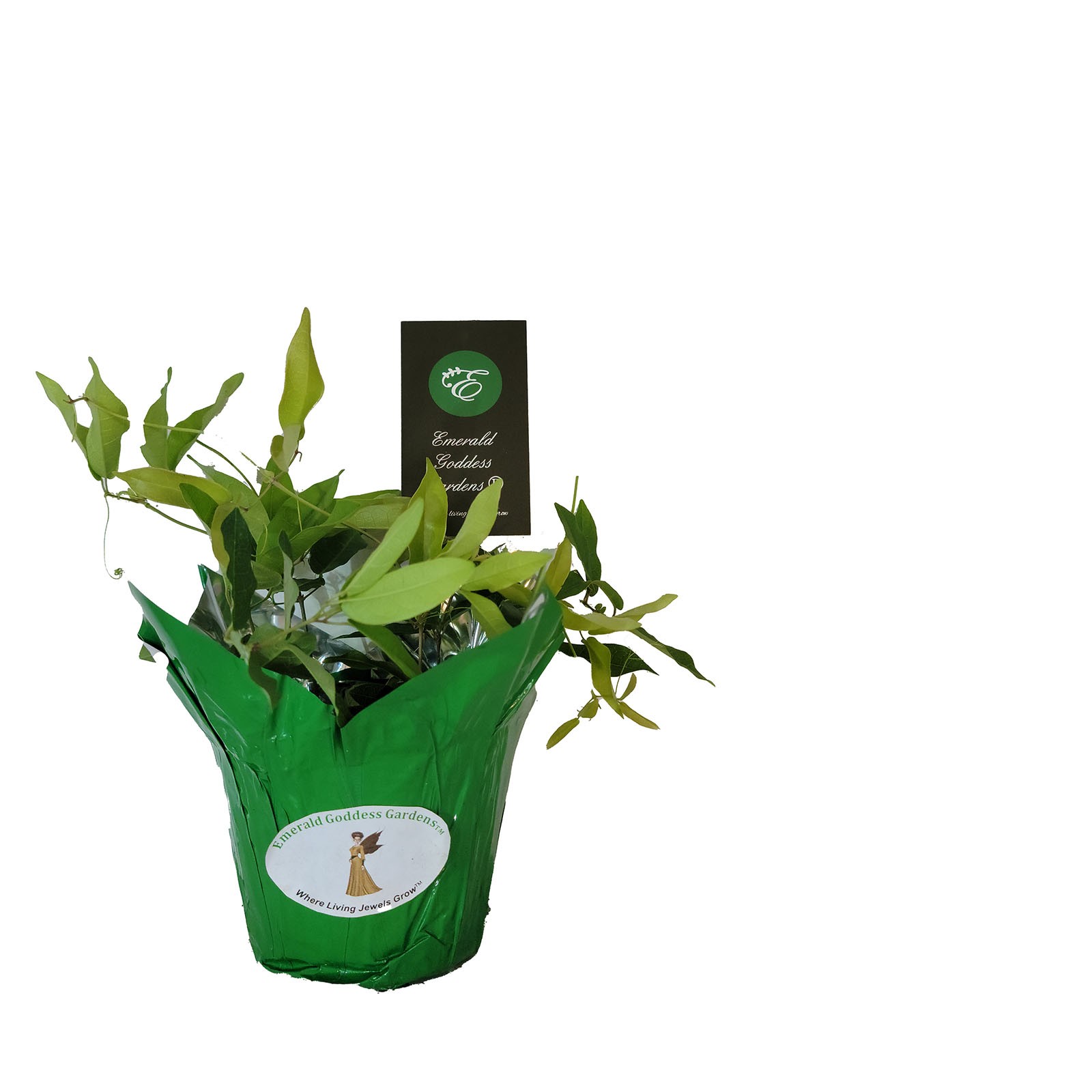 Tangerine Beauty Crossvine Bignonia Live Plant Easy to Grow Red Orange Flower