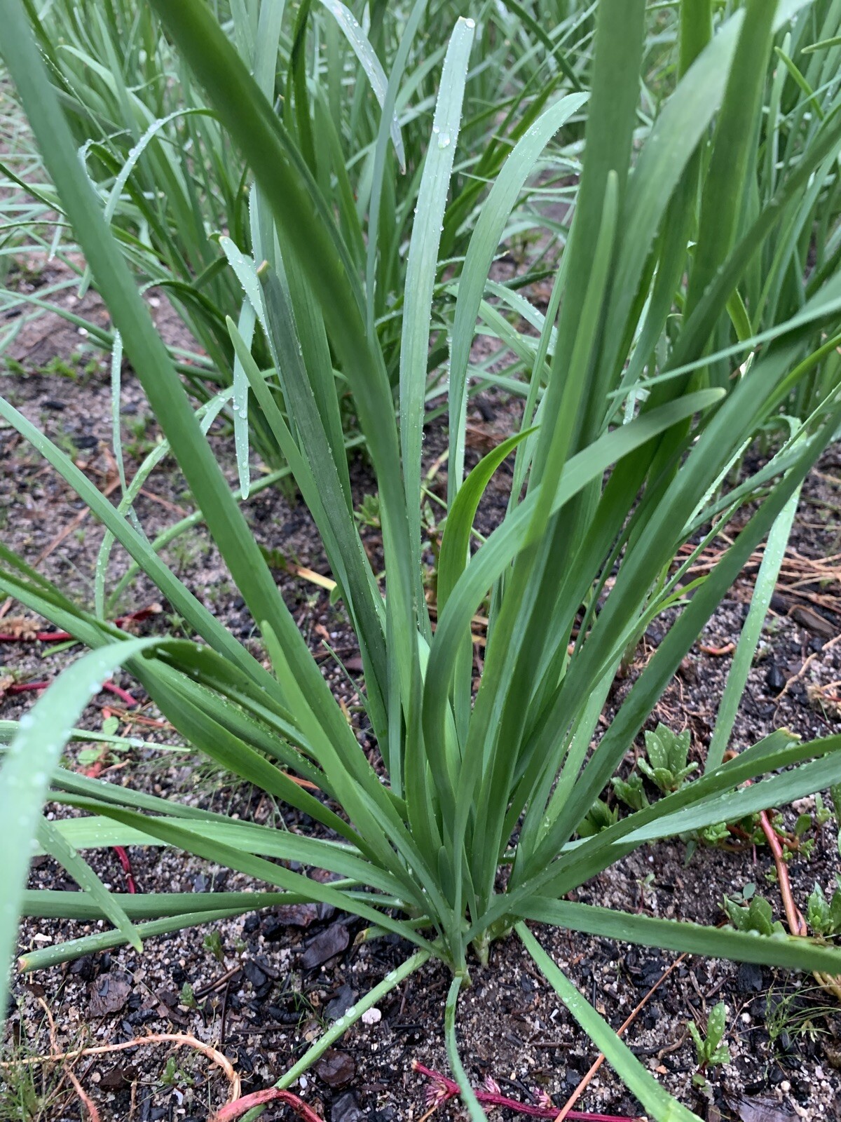 35 Live Stalks Garlic Chives Leek Plant Bare Root Organic Non-GM 老韭菜根