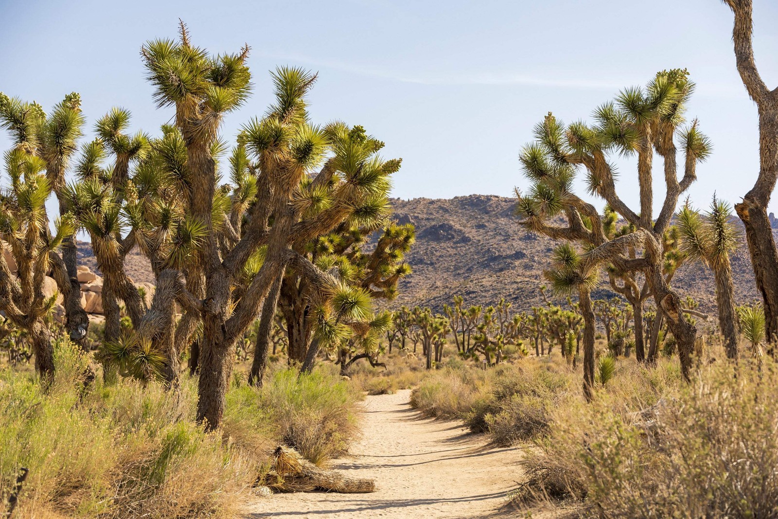 5 JOSHUA TREE Palm Tree Yucca Brevifolia White Flowers Cactus Succulent Seeds