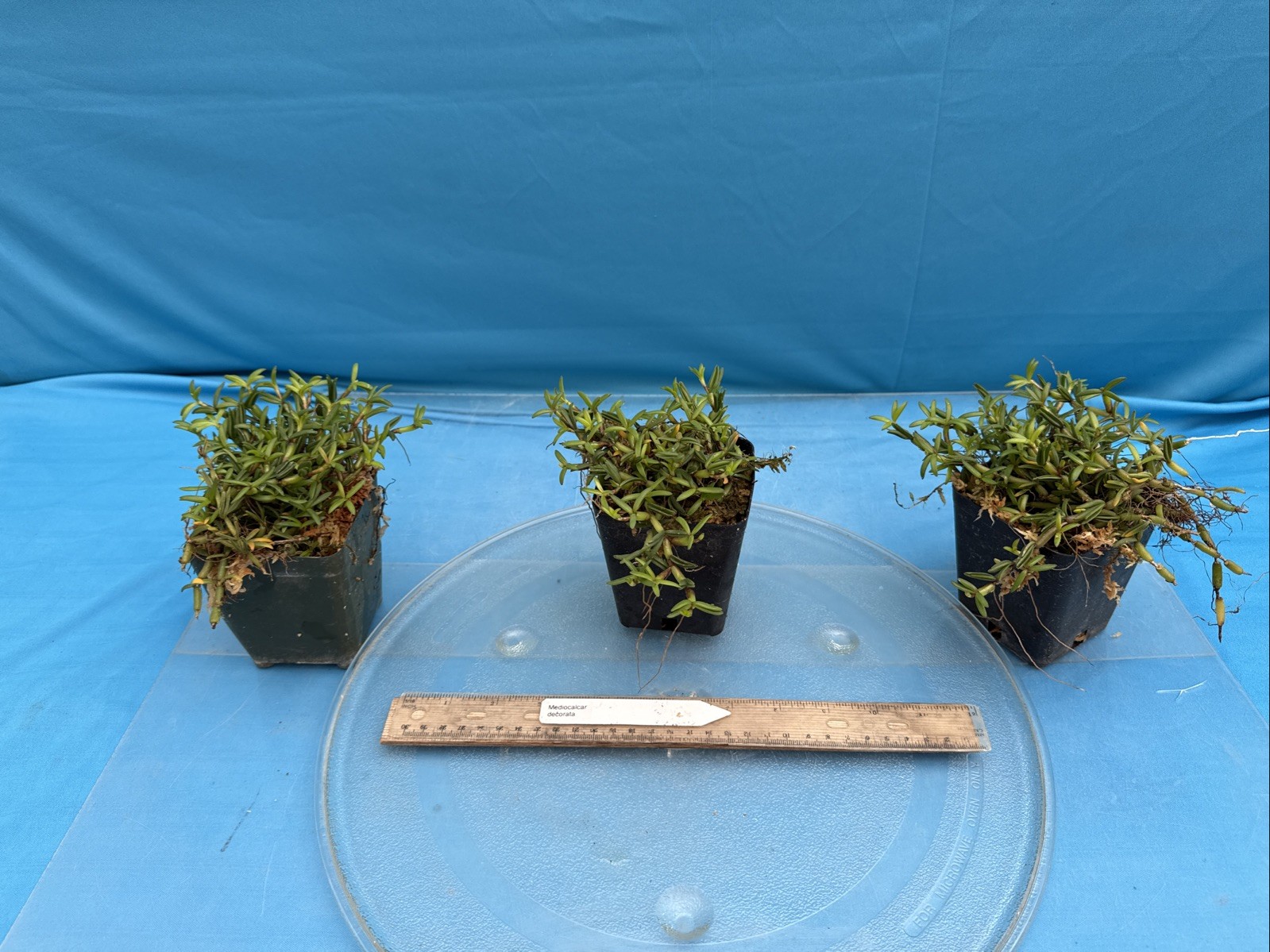 Mediocalcar decorata Orange Yellow Prolific Bloomer BS Orchid Species 4” Pot